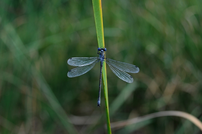 Lestes sponsa?